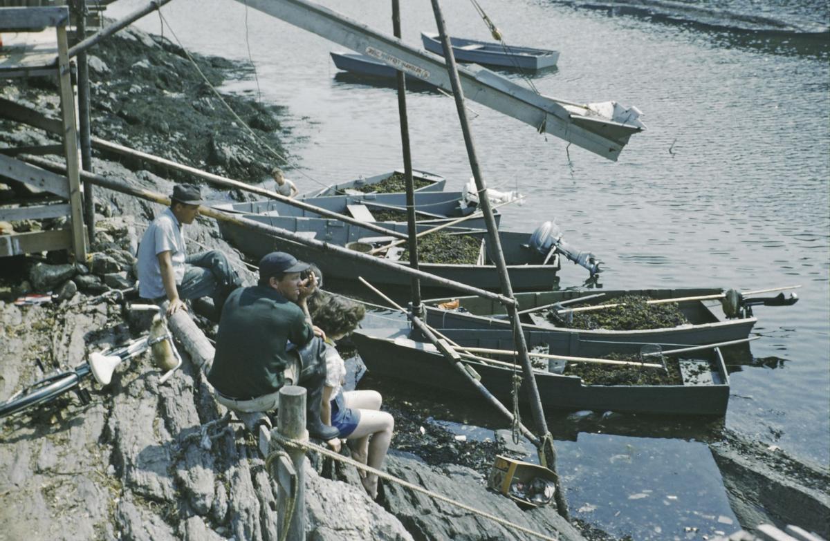 The Hidden Life of Seaweed Maine Boats Homes & Harbors